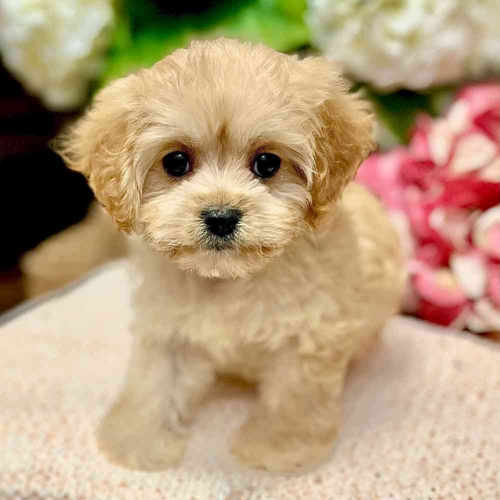 Female Cavachon puppy for sale at Shake A Paw Green Brook.