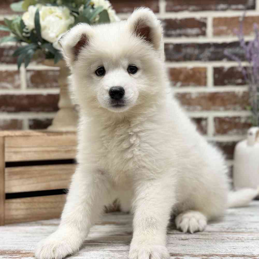 Female Samoyed puppy for sale at Shake A Paw Union.