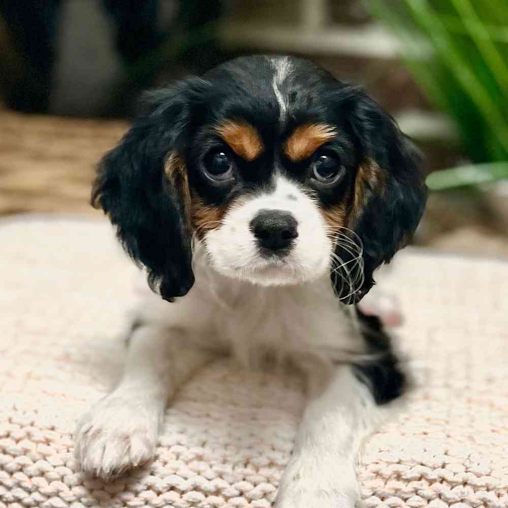 Female Cavalier King Charles Spaniel puppy for sale at Shake A Paw Green Brook.