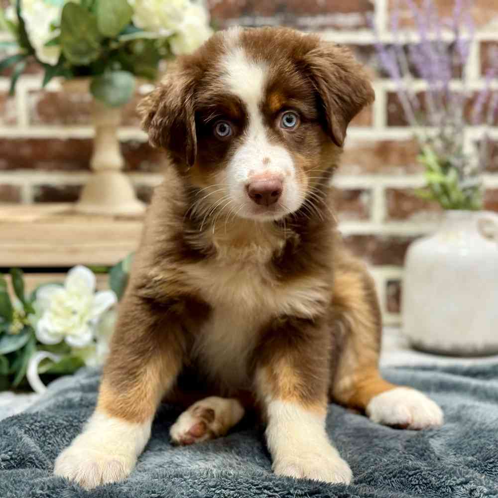 Male Australian Shepherd puppy for sale at Shake A Paw Union.