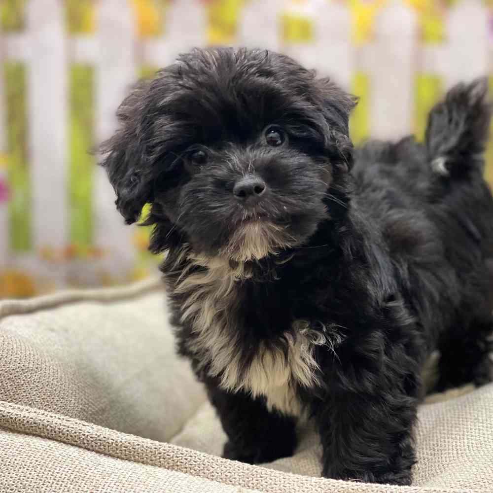 Male Coton De Tulear puppy for sale at Shake A Paw Union.