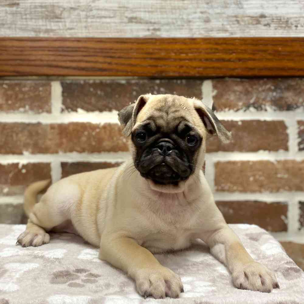 Male Pug puppy for sale at Shake A Paw Green Brook.