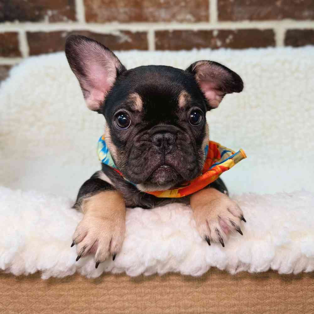 Female French Bulldog puppy for sale at Shake A Paw Union.