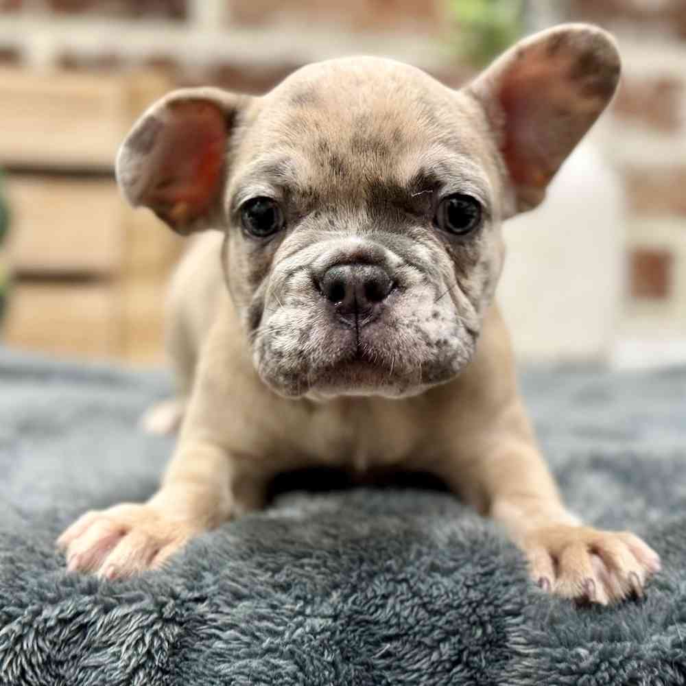 Female French Bulldog puppy for sale at Shake A Paw Union.