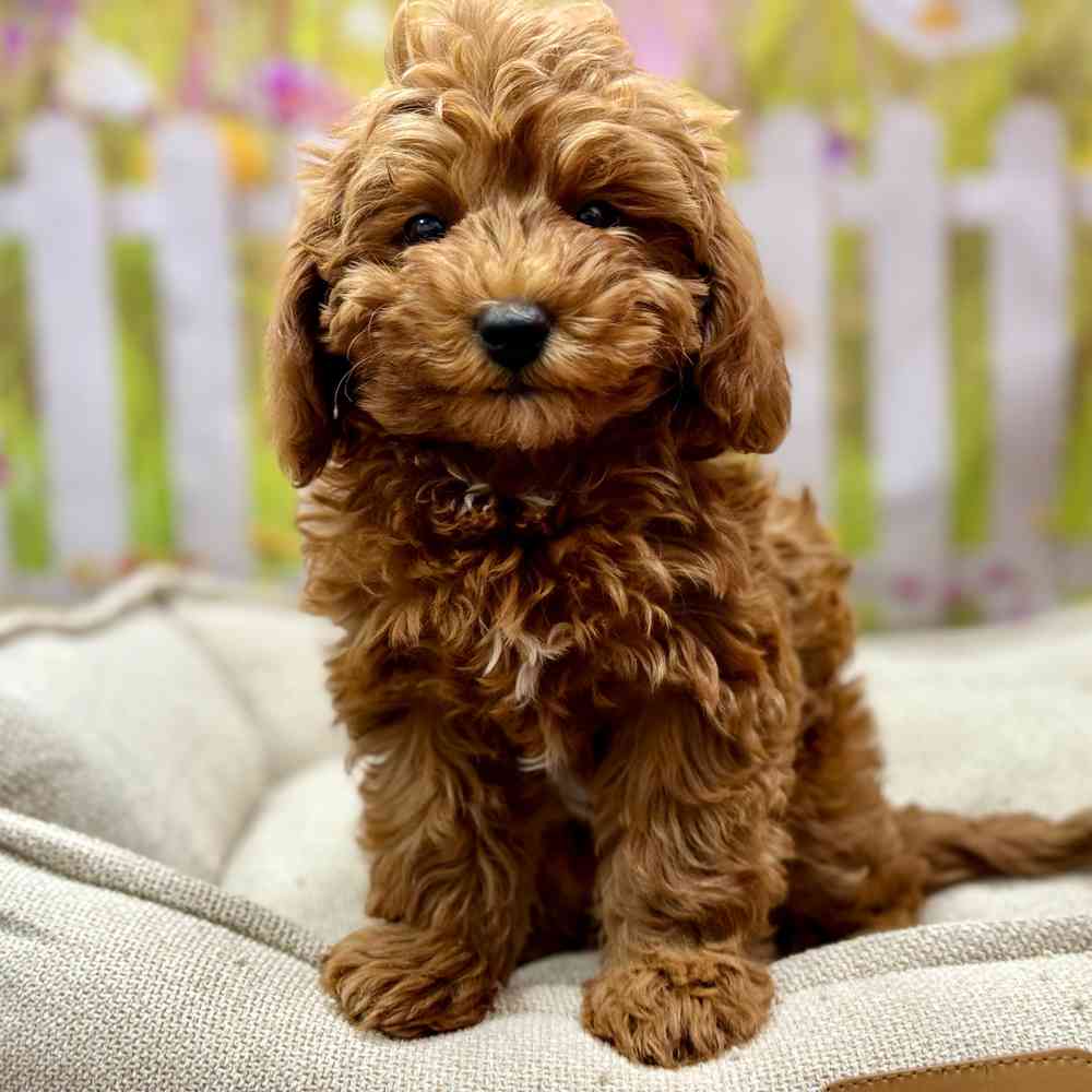 Female Cavapoo 2Nd Gen puppy for sale at Shake A Paw Union.