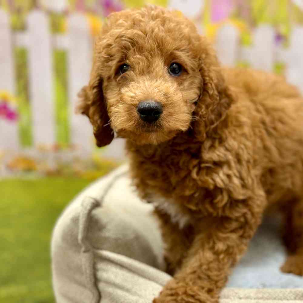Female Mini Goldendoodle 2Nd Gen puppy for sale at Shake A Paw Union.