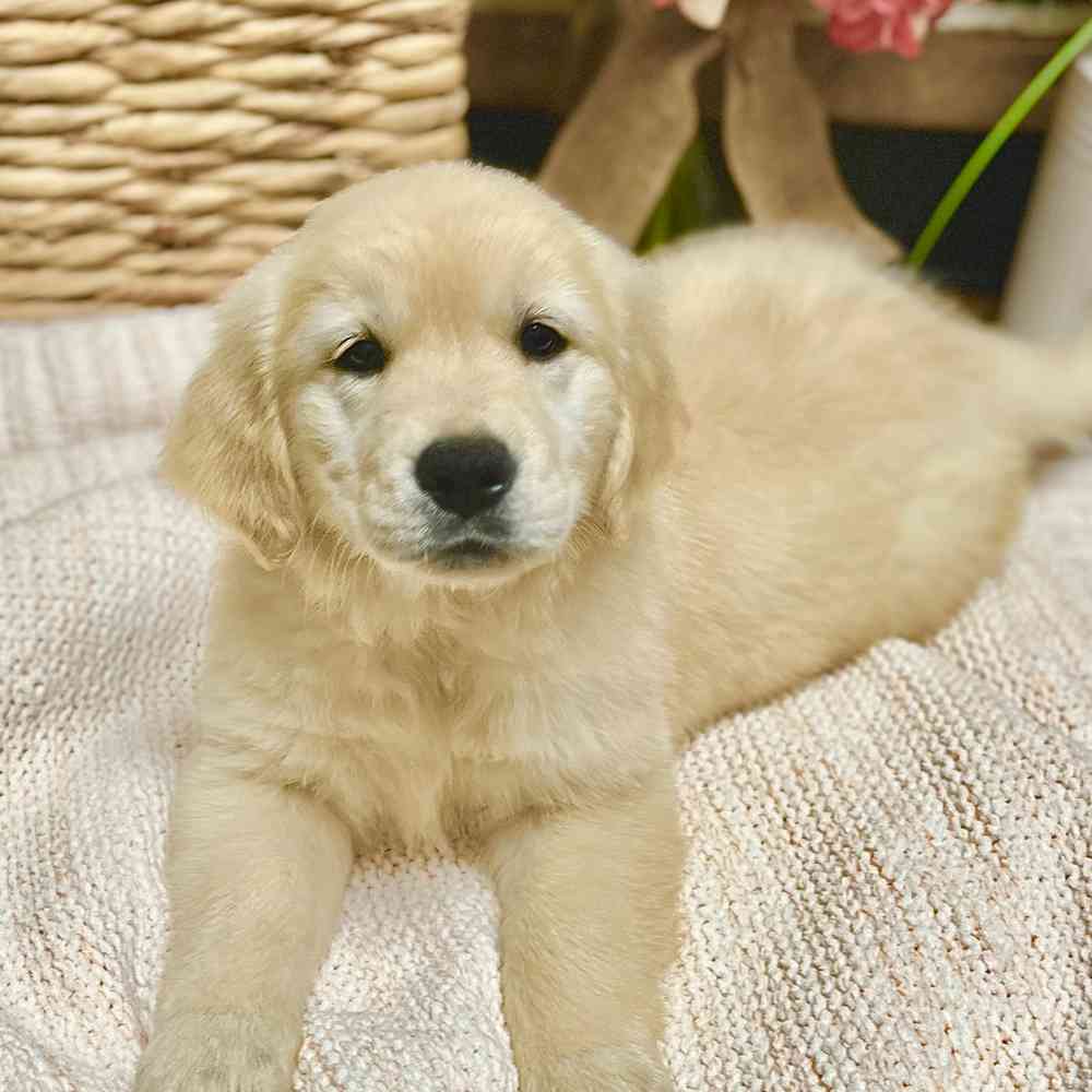 Female Golden Retriever puppy for sale at Shake A Paw Green Brook.