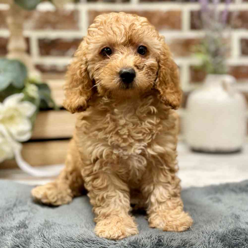 Female Poodle puppy for sale at Shake A Paw Union.