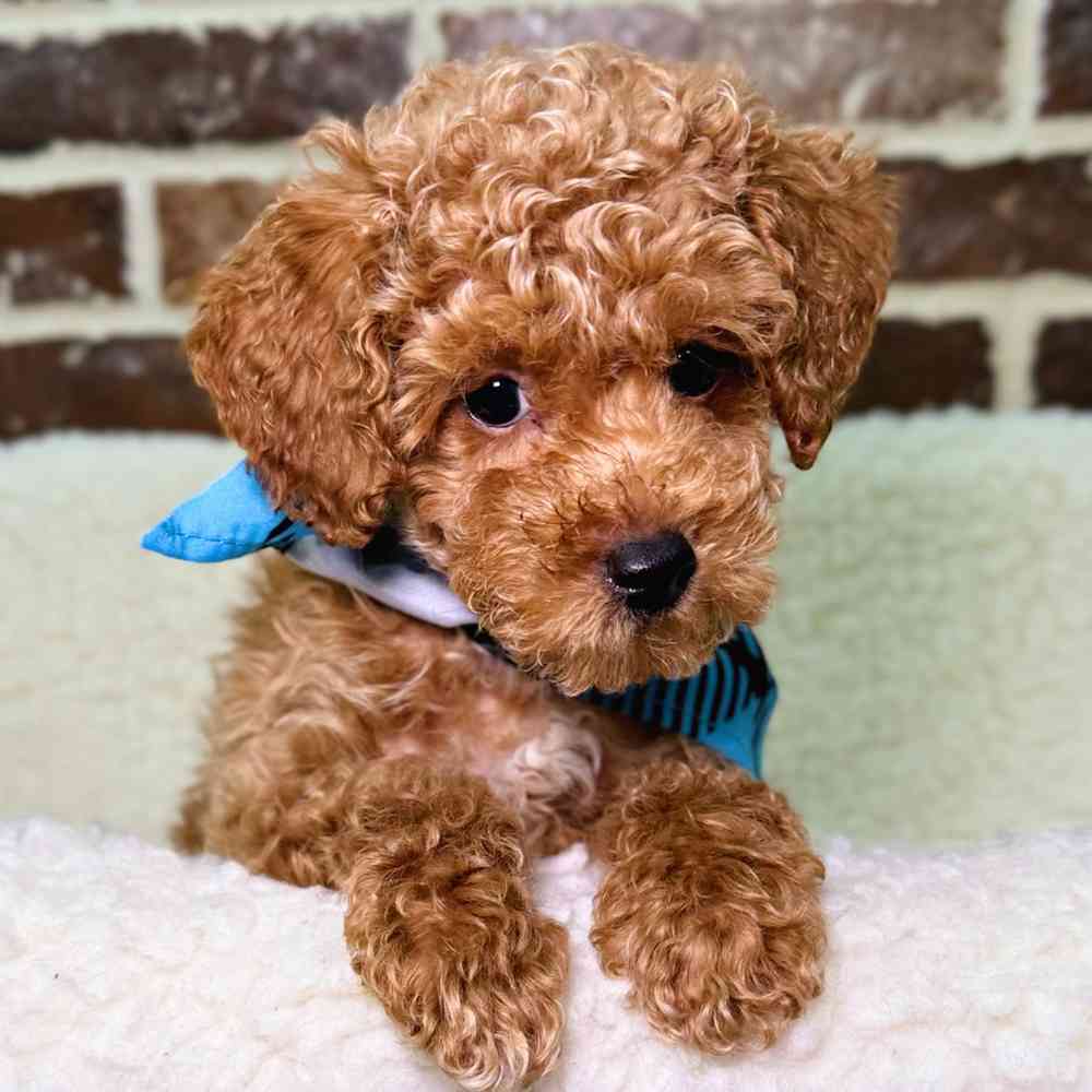 Male Poodle puppy for sale at Shake A Paw Union.
