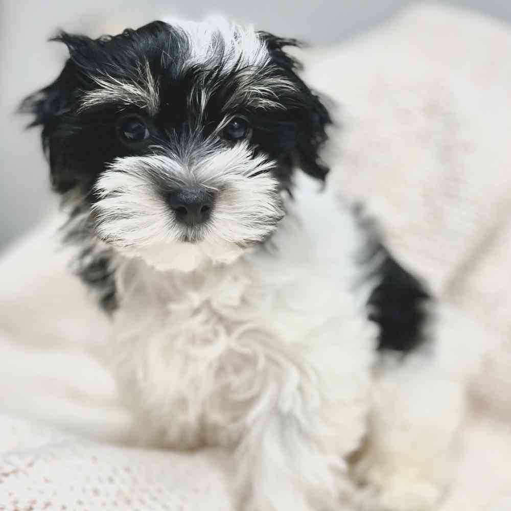 Female Havanese puppy for sale at Shake A Paw Green Brook.
