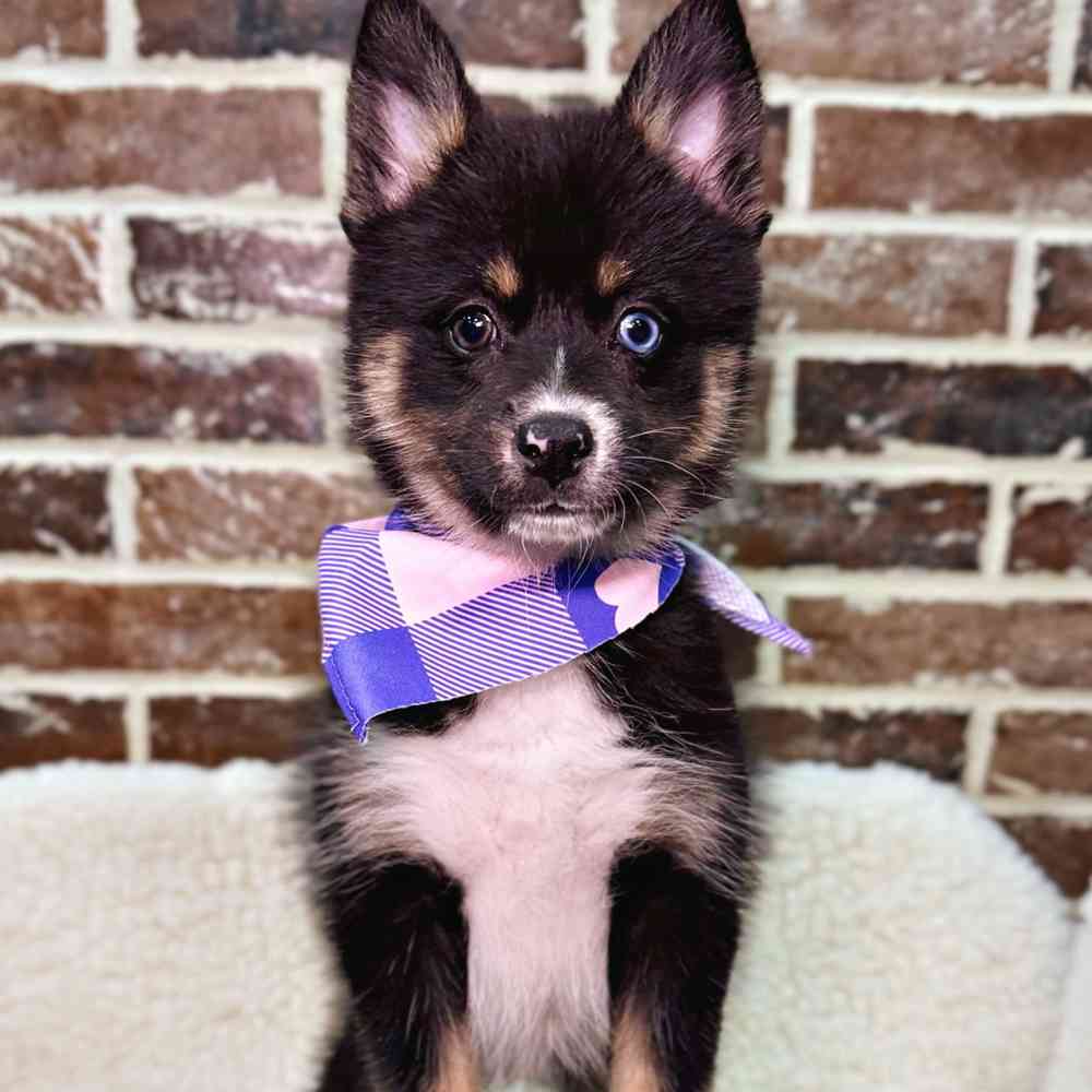 Female Pomsky puppy for sale at Shake A Paw Union.