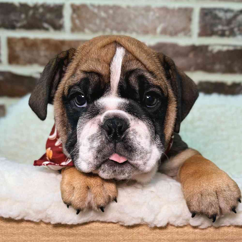 Female English Bulldog puppy for sale at Shake A Paw Union.