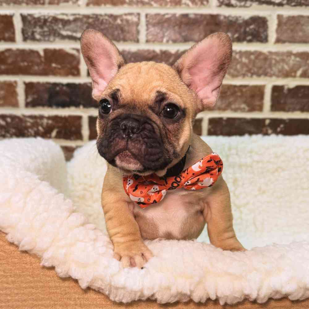 Male French Bulldog puppy for sale at Shake A Paw Union.