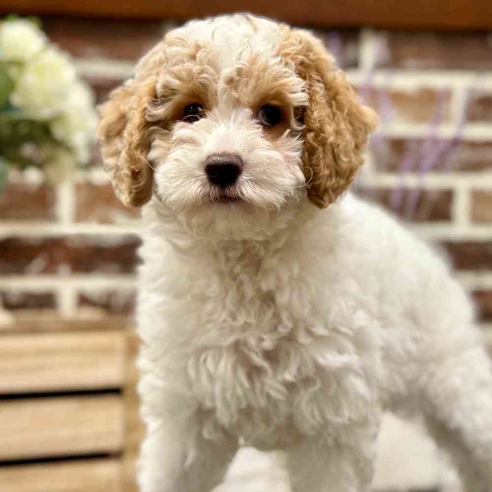 Female Cockapoo 2Nd Gen puppy for sale at Shake A Paw Union.