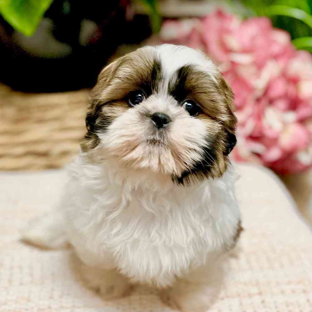 Female Shih Tzu puppy for sale at Shake A Paw Green Brook.