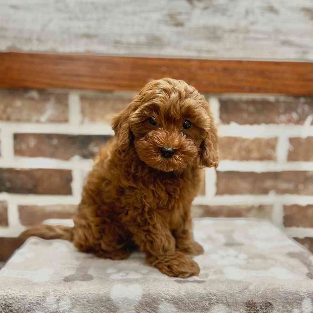 Female Cavapoo 2Nd Gen puppy for sale at Shake A Paw Green Brook.