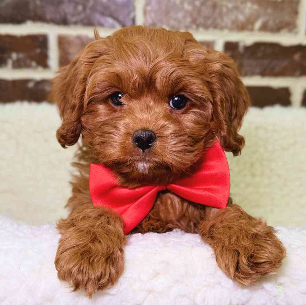 Male Cavapoo puppy for sale at Shake A Paw Union.