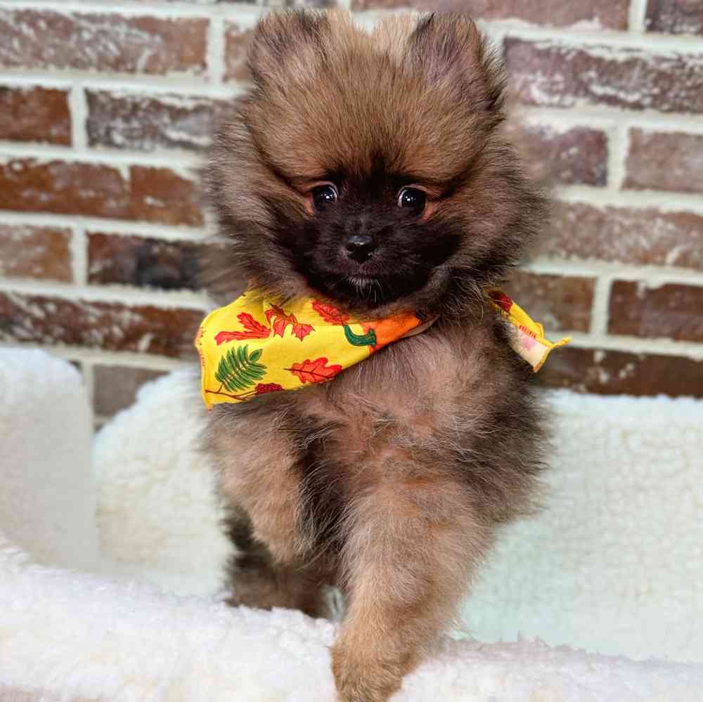 Male Pomeranian puppy for sale at Shake A Paw Union.