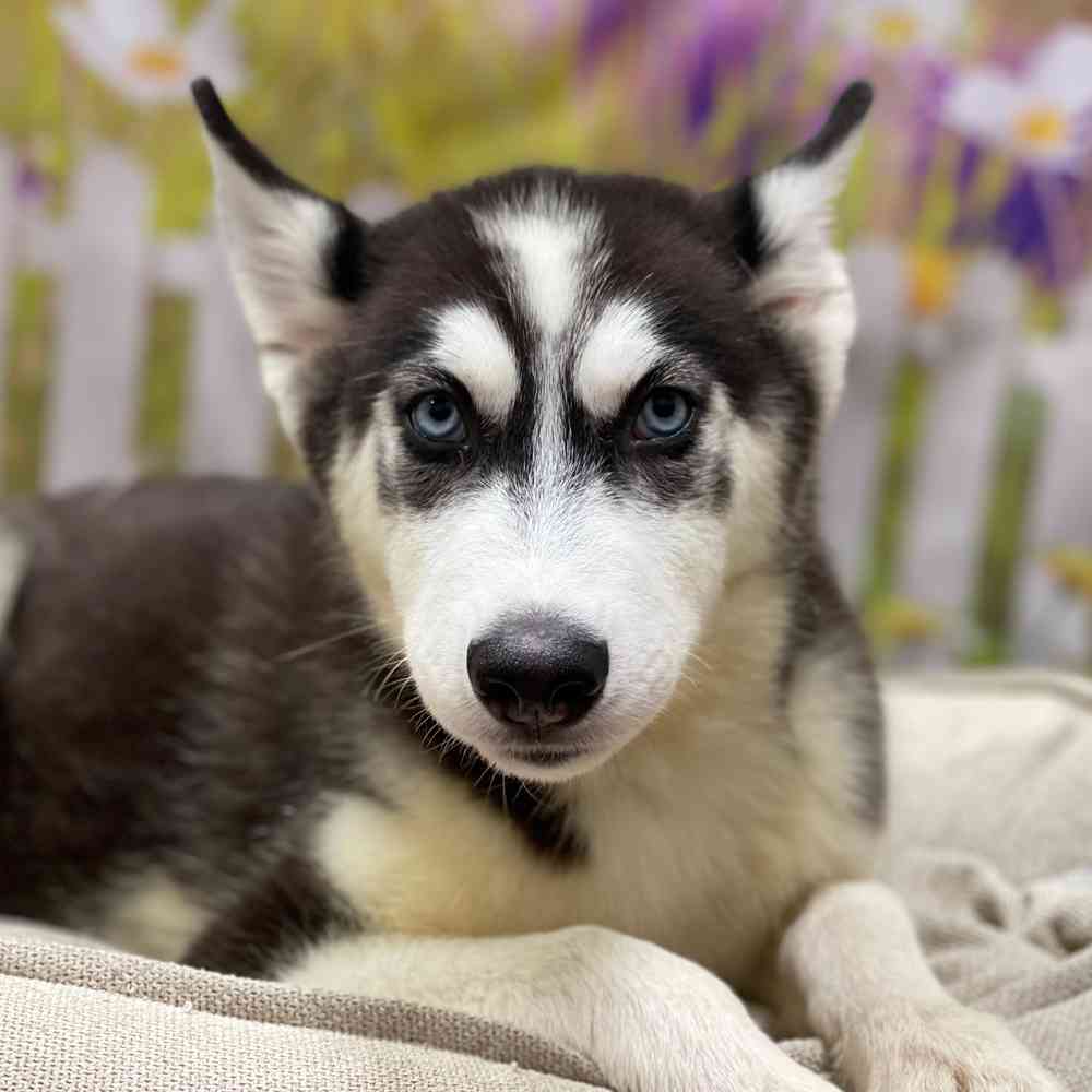 Male Siberian Husky puppy for sale at Shake A Paw Union.