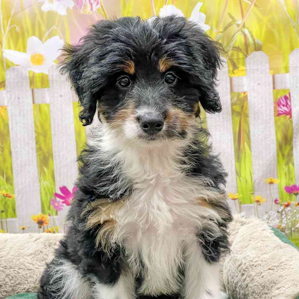 Female Mini Bernedoodle puppy for sale at Shake A Paw Union.