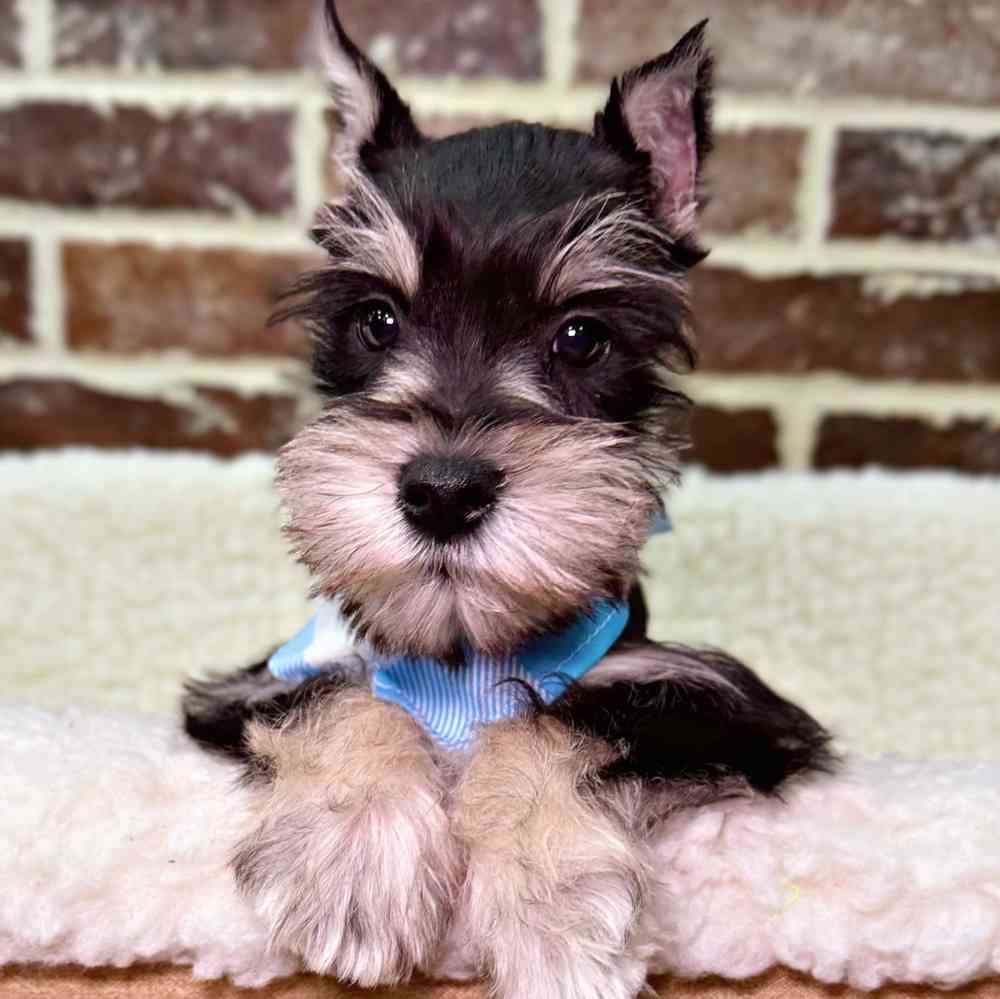 Male Mini Schnauzer puppy for sale at Shake A Paw Union.