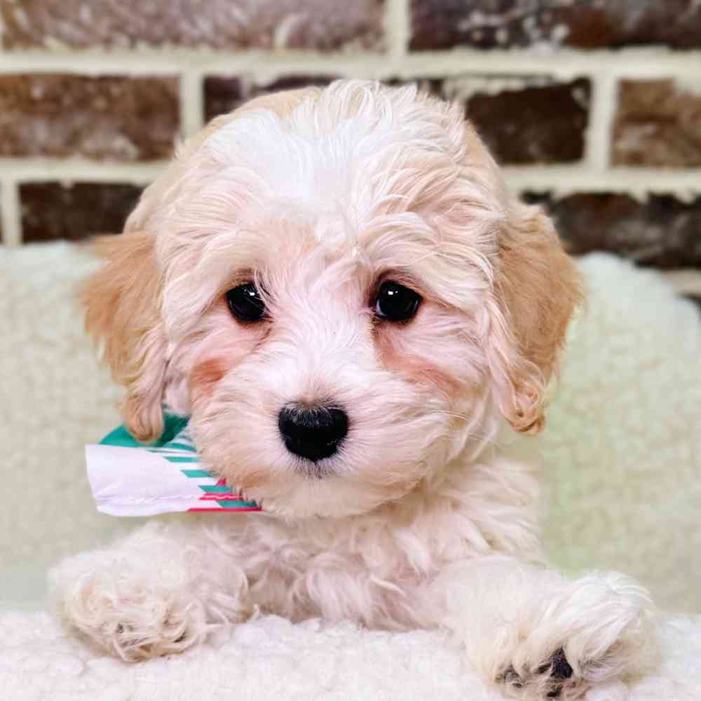 Male Havanese / Poodle puppy for sale at Shake A Paw Union.