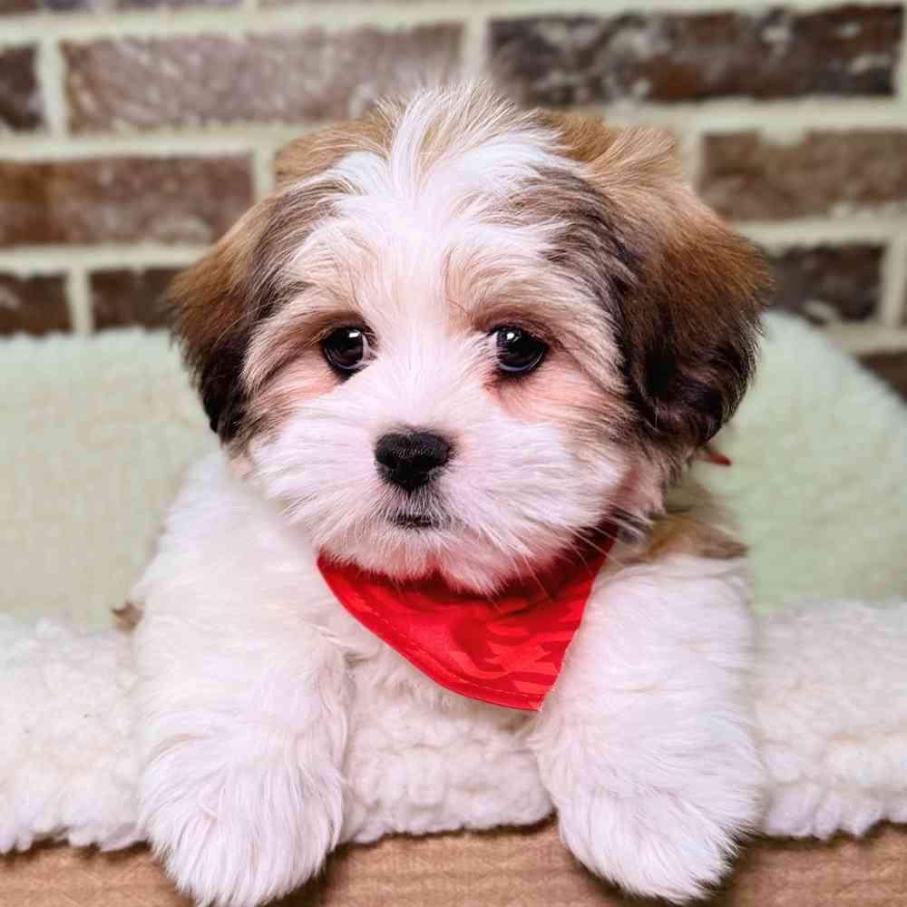 Male Maltese / Shih Tzu puppy for sale at Shake A Paw Union.