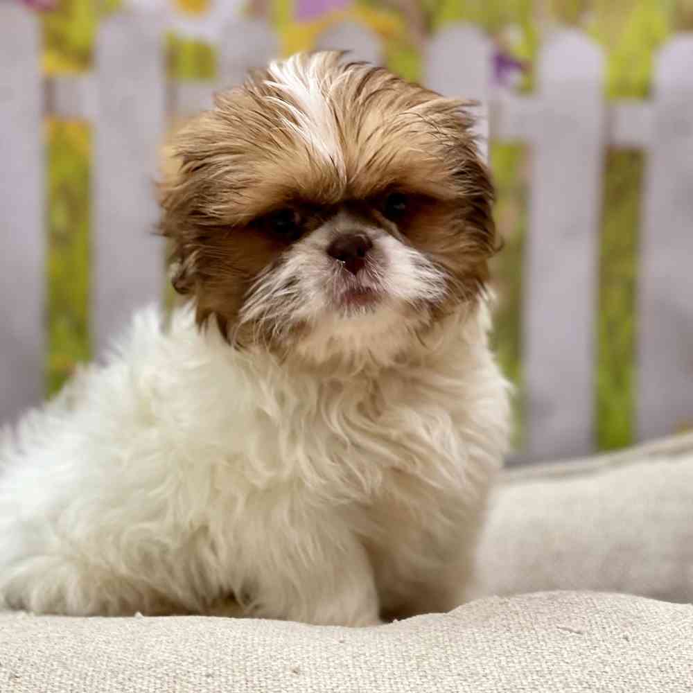 Male Shih Tzu puppy for sale at Shake A Paw Union.