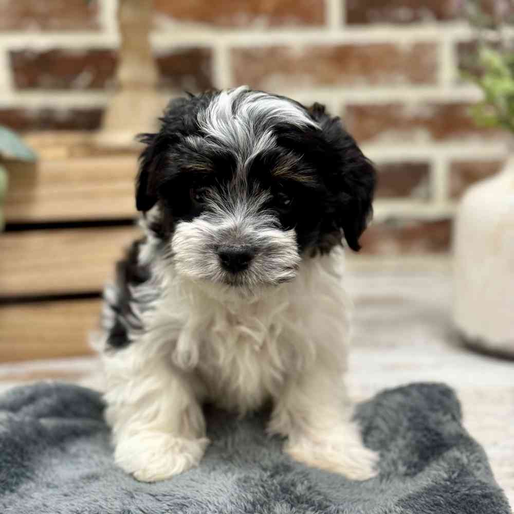 Male Havanese puppy for sale at Shake A Paw Union.