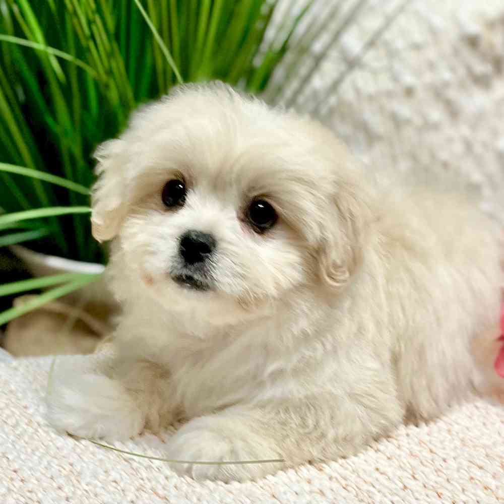 Female Pekingese / Poodle puppy for sale at Shake A Paw Green Brook.