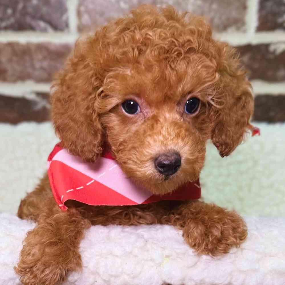 Female Poodle puppy for sale at Shake A Paw Union.