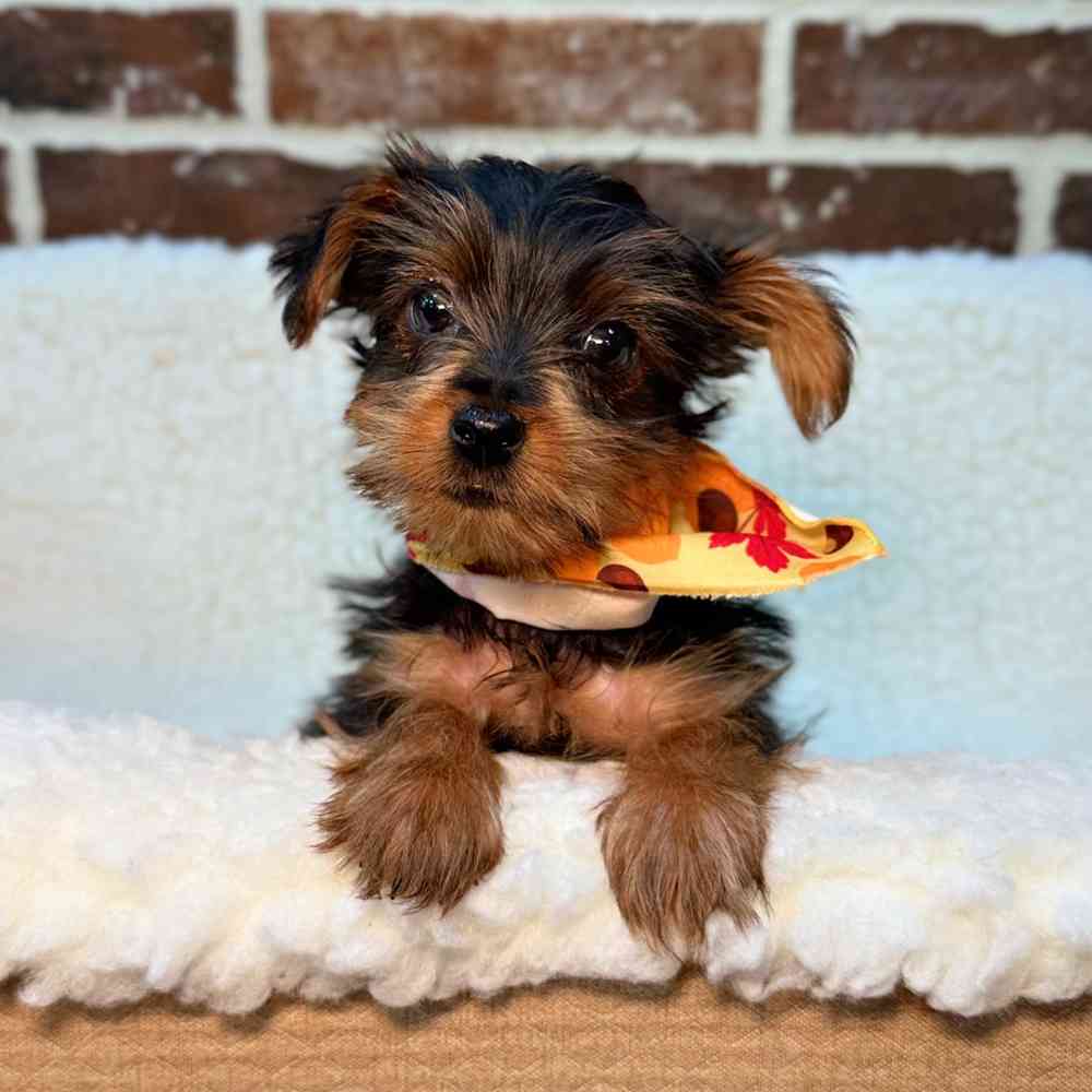 Male Yorkshire Terrier puppy for sale at Shake A Paw Union.