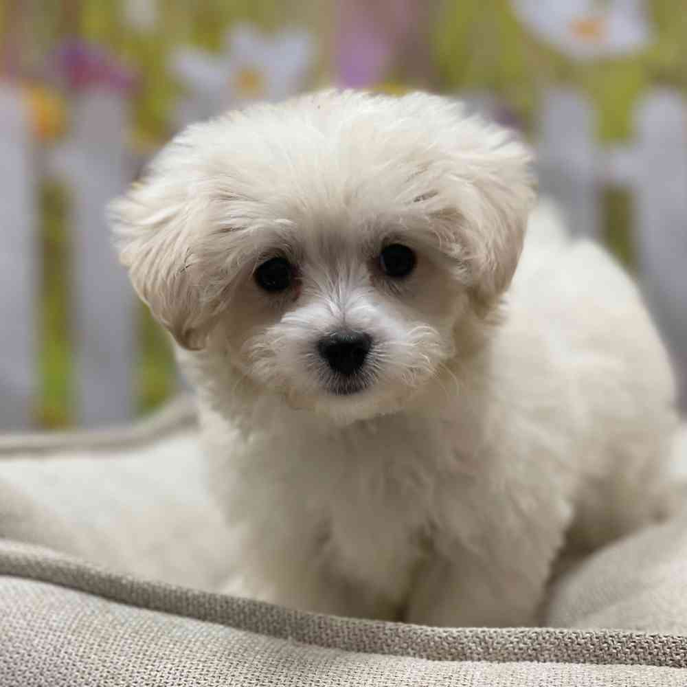 Female Maltipoo puppy for sale at Shake A Paw Union.