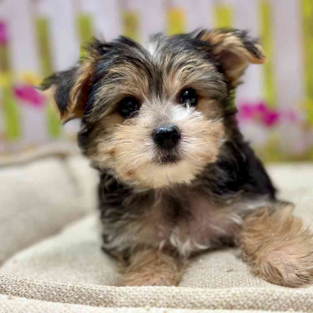 Male Maltese / Yorkie puppy for sale at Shake A Paw Union.