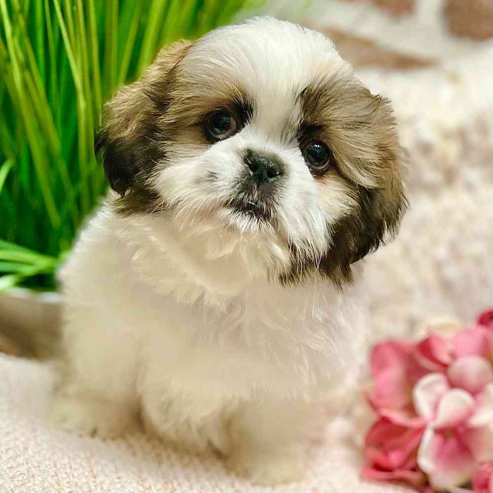 Female Shih Tzu puppy for sale at Shake A Paw Green Brook.
