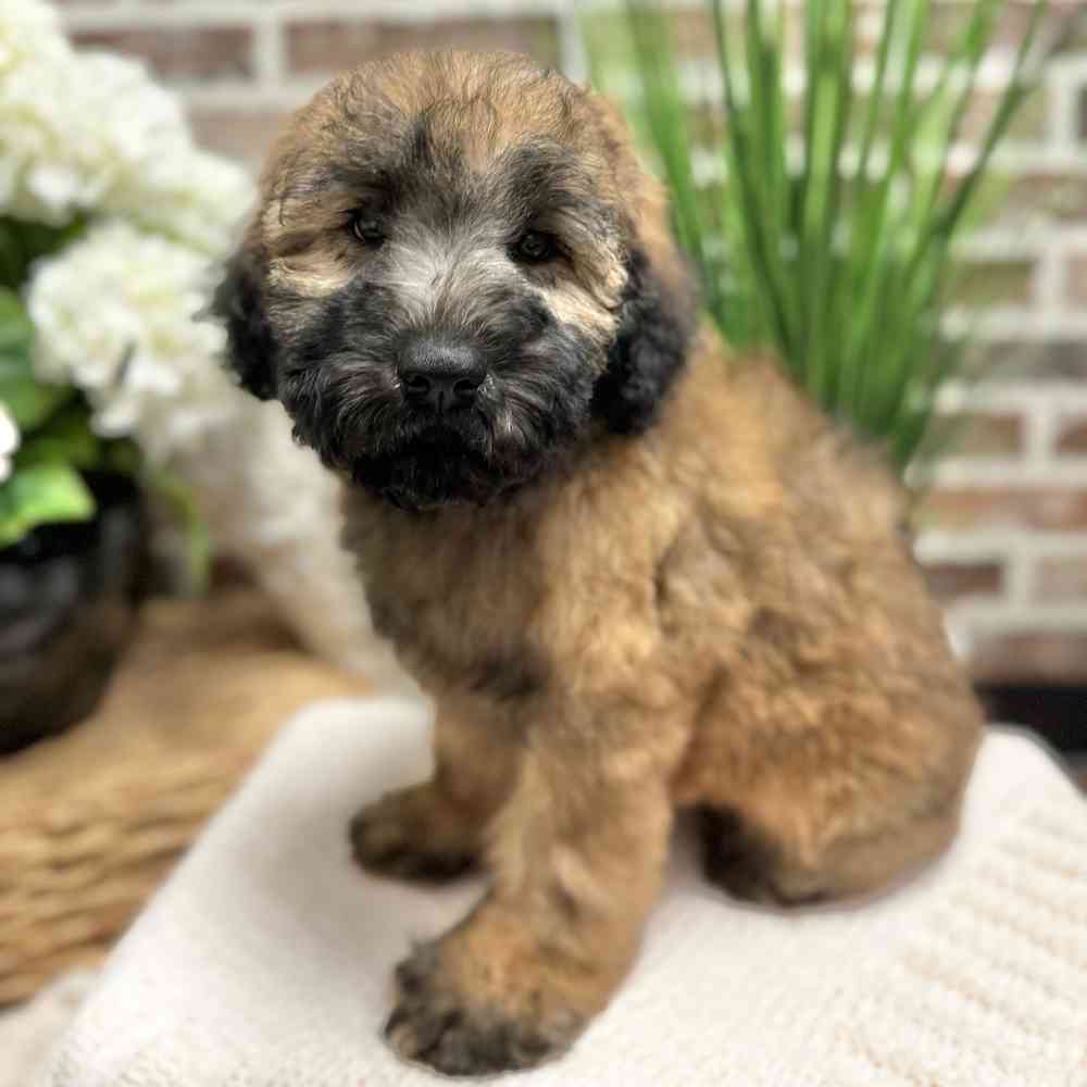Male Soft Coated Wheaten Terrier puppy for sale at Shake A Paw Green Brook.