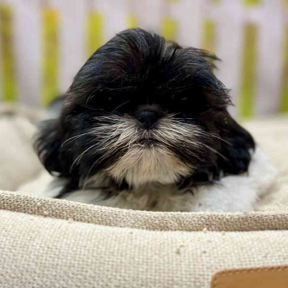 Female Shih Tzu puppy for sale at Shake A Paw Union.