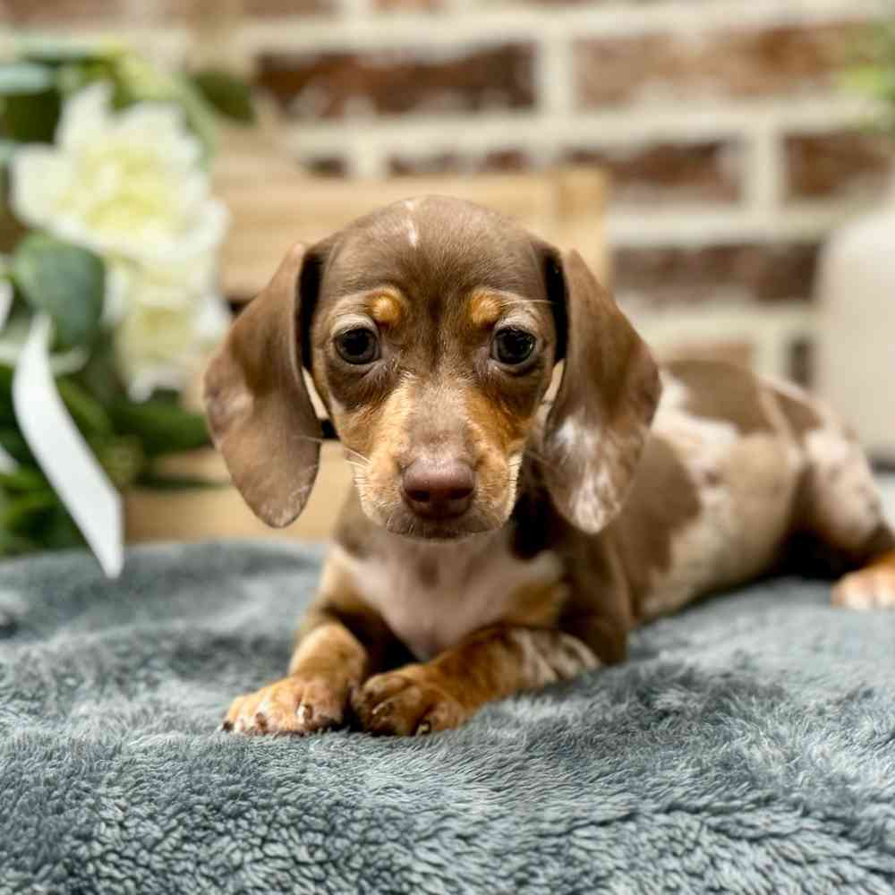 Female Dachshund puppy for sale at Shake A Paw Union.