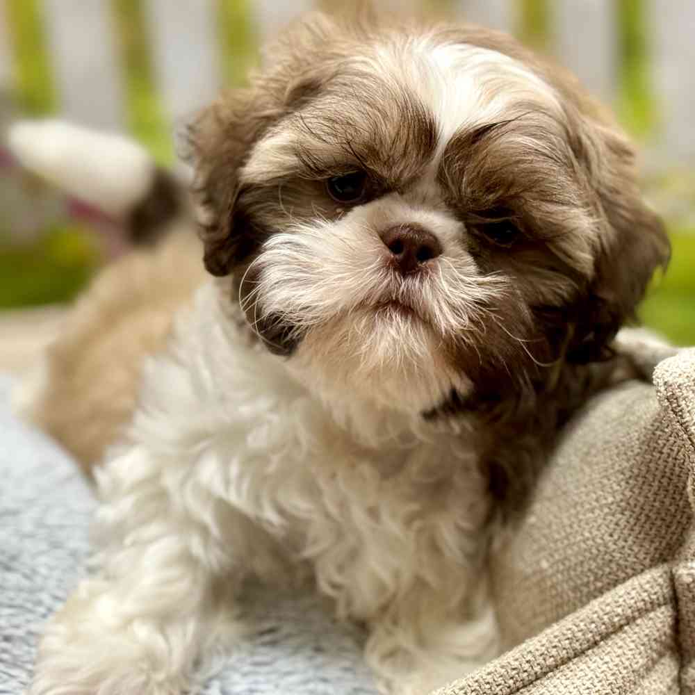 Male Shih Tzu puppy for sale at Shake A Paw Union.