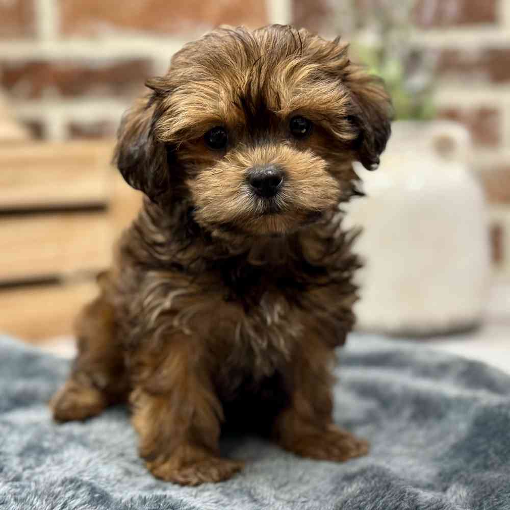 Female Shih Tzu / Poodle puppy for sale at Shake A Paw Union.