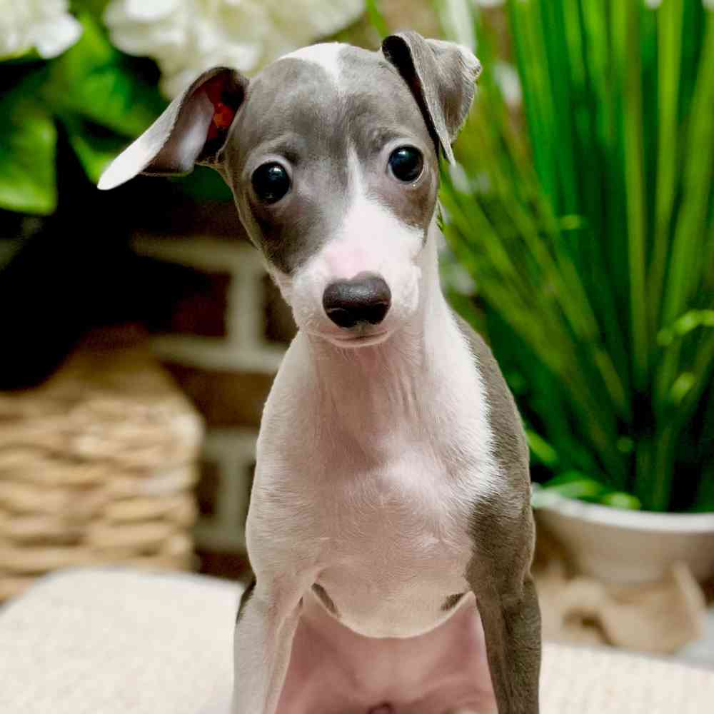 Female Italian Greyhound puppy for sale at Shake A Paw Green Brook.