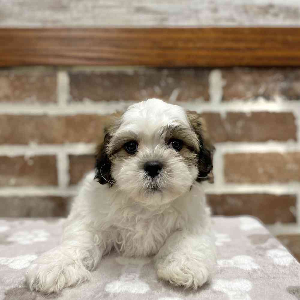 Male Shih Tzu / Bichon puppy for sale at Shake A Paw Green Brook.