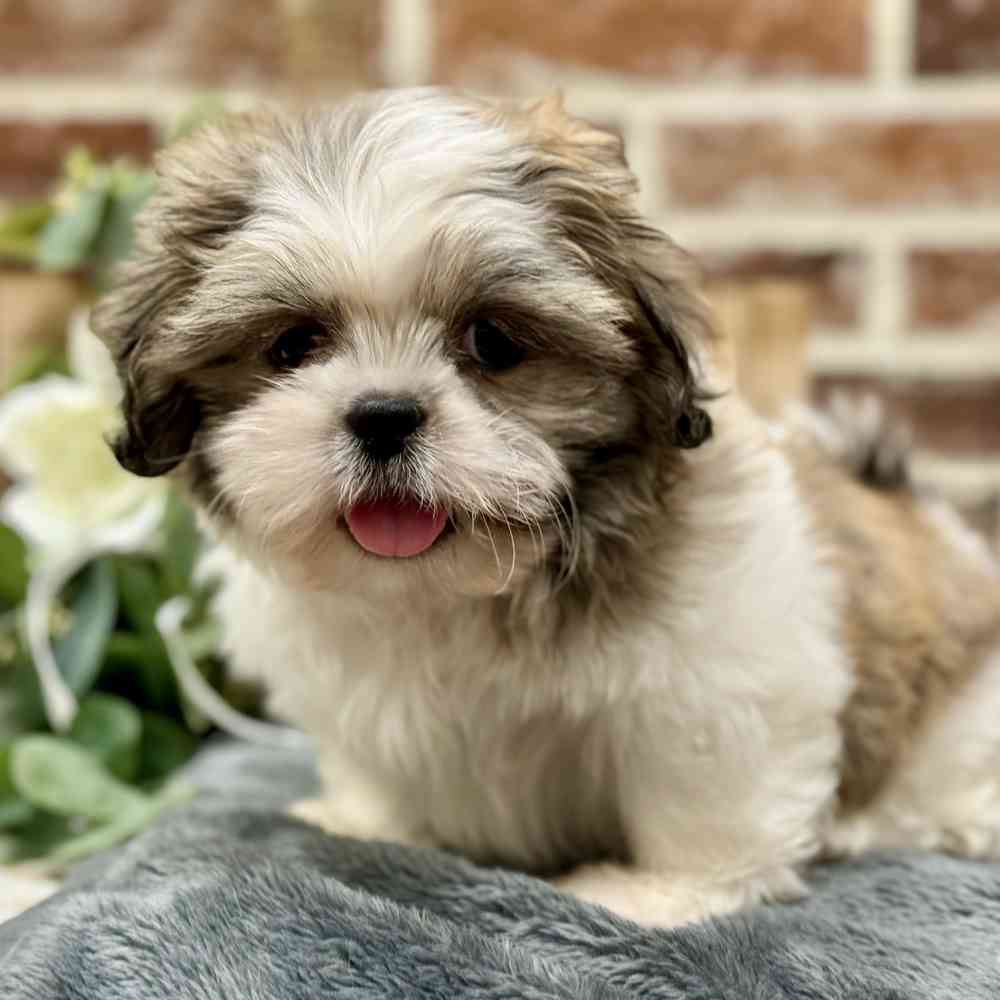 Male Shih Tzu puppy for sale at Shake A Paw Union.
