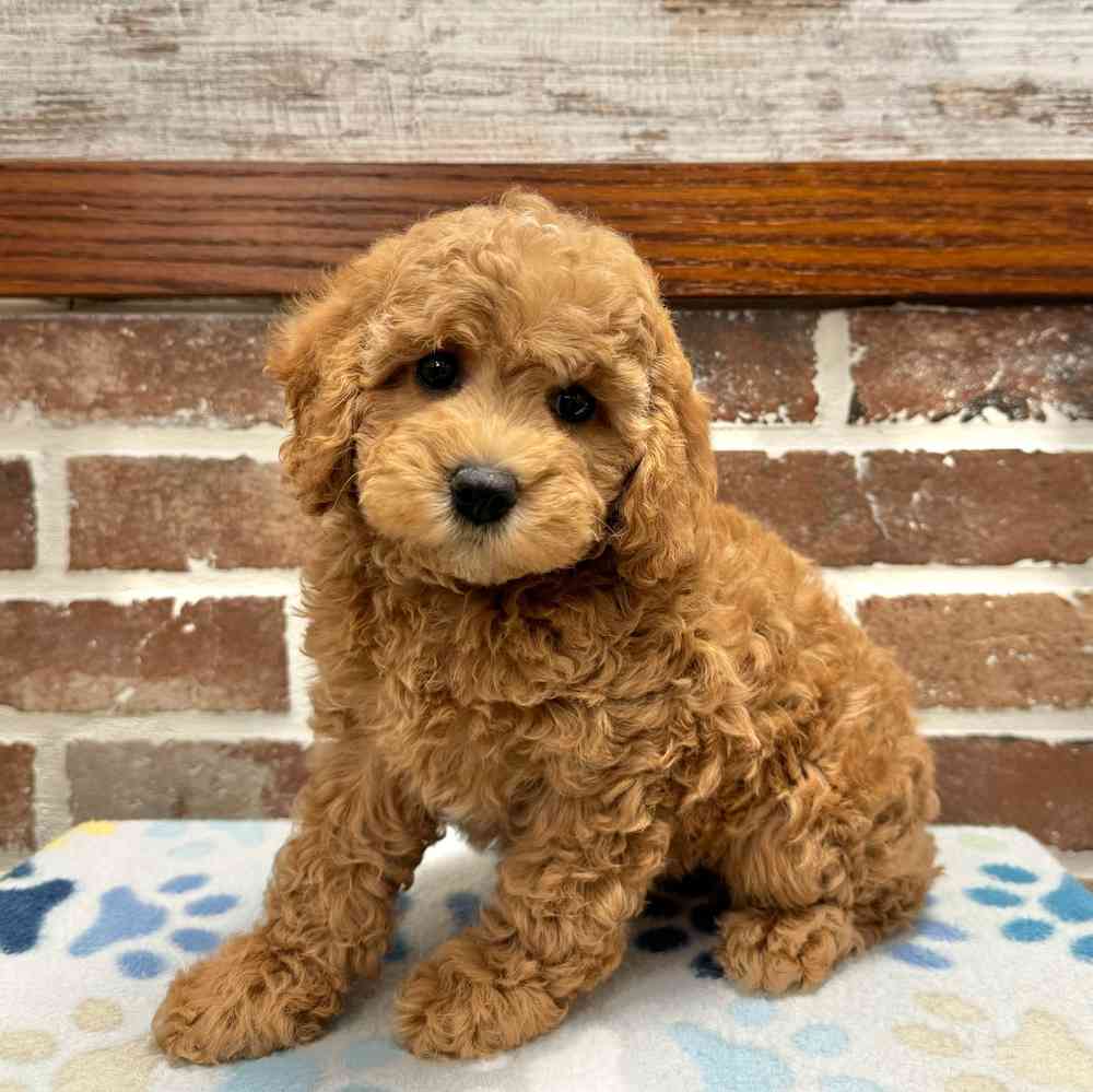 Female Cockapoo 2Nd Gen puppy for sale at Shake A Paw Green Brook.