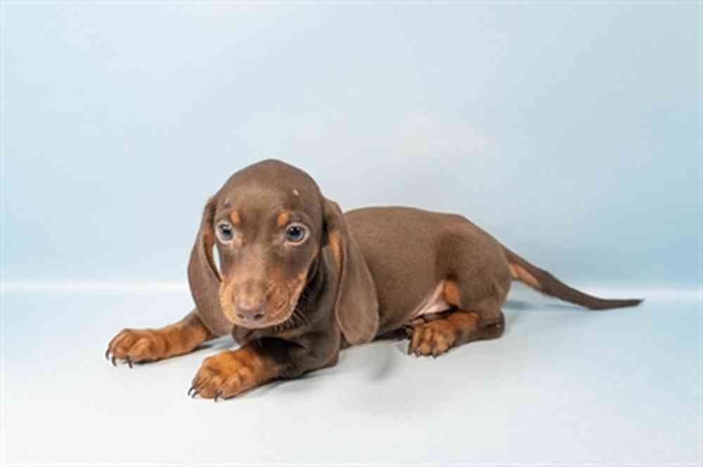 Male Dachshund puppy for sale at Shake A Paw Union.