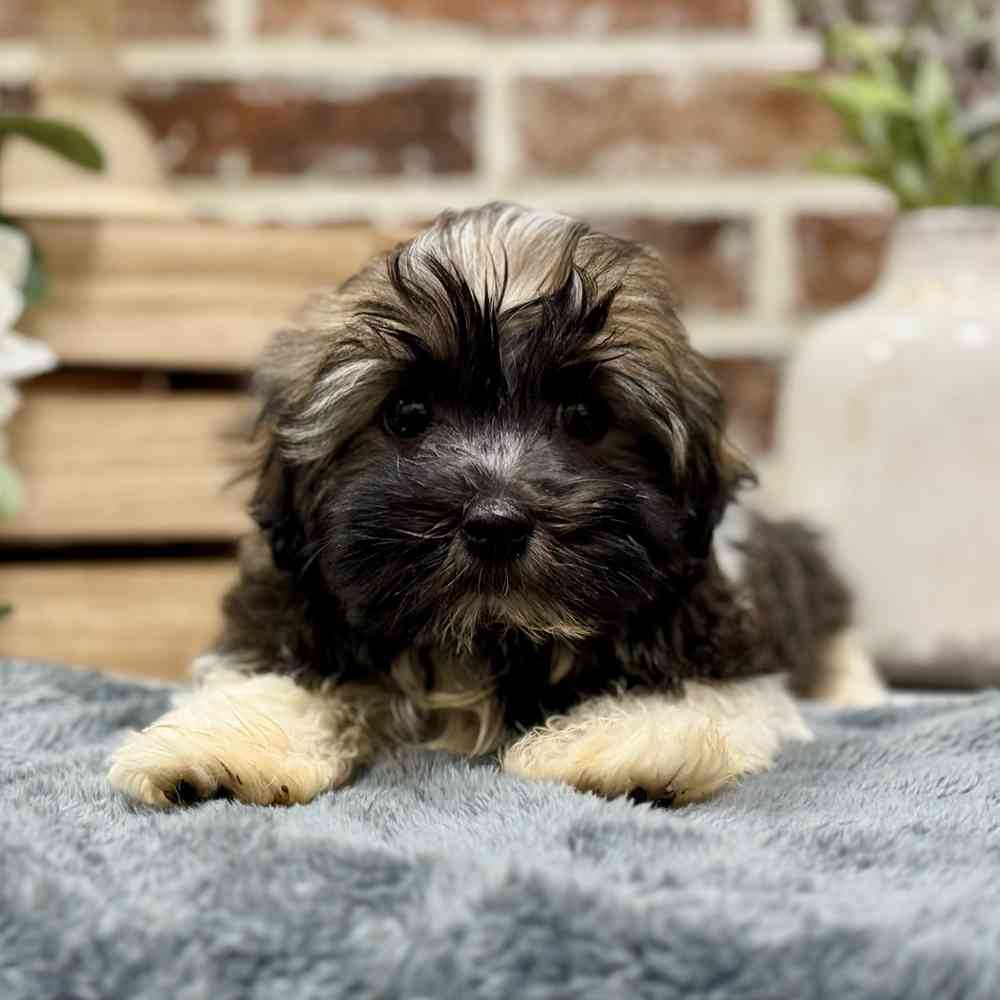 Female Havanese puppy for sale at Shake A Paw Union.