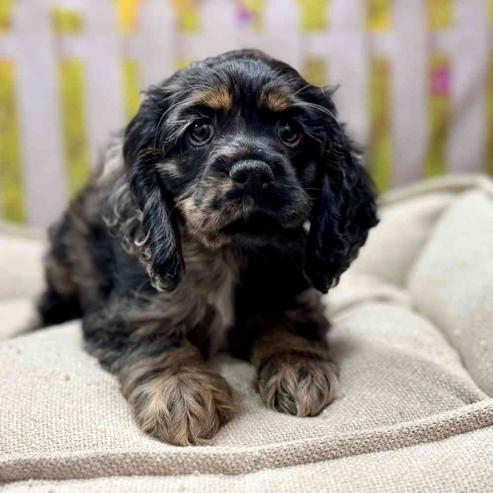 Female Cocker Spaniel puppy for sale at Shake A Paw Union.