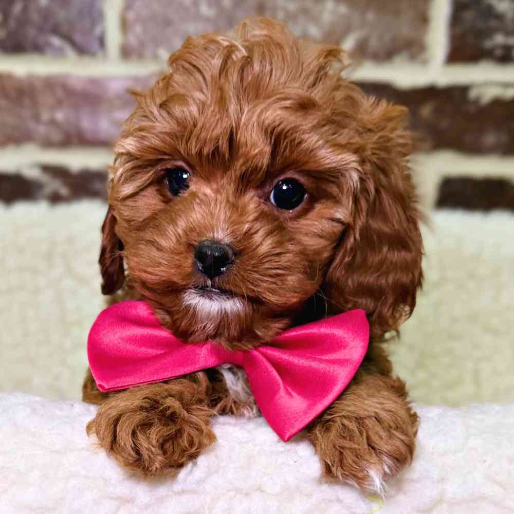Female Cavapoo puppy for sale at Shake A Paw Union.