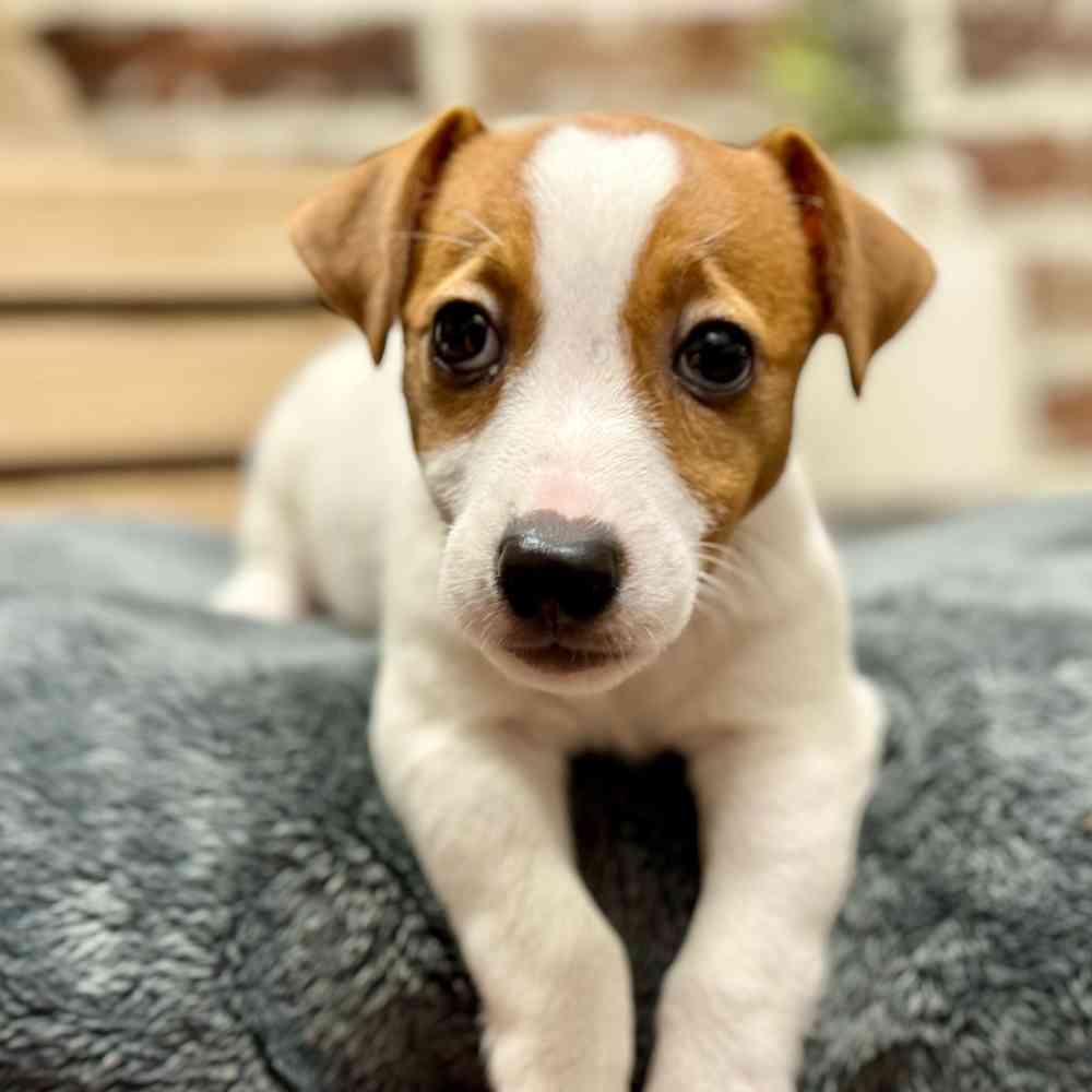 Male Jack Russell Terrier puppy for sale at Shake A Paw Union.