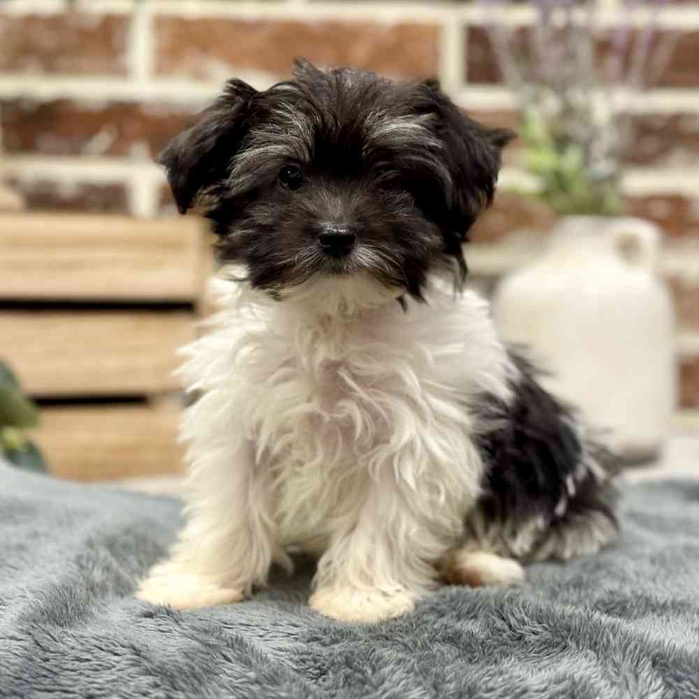 Male Coton/Poodle puppy for sale at Shake A Paw Union.